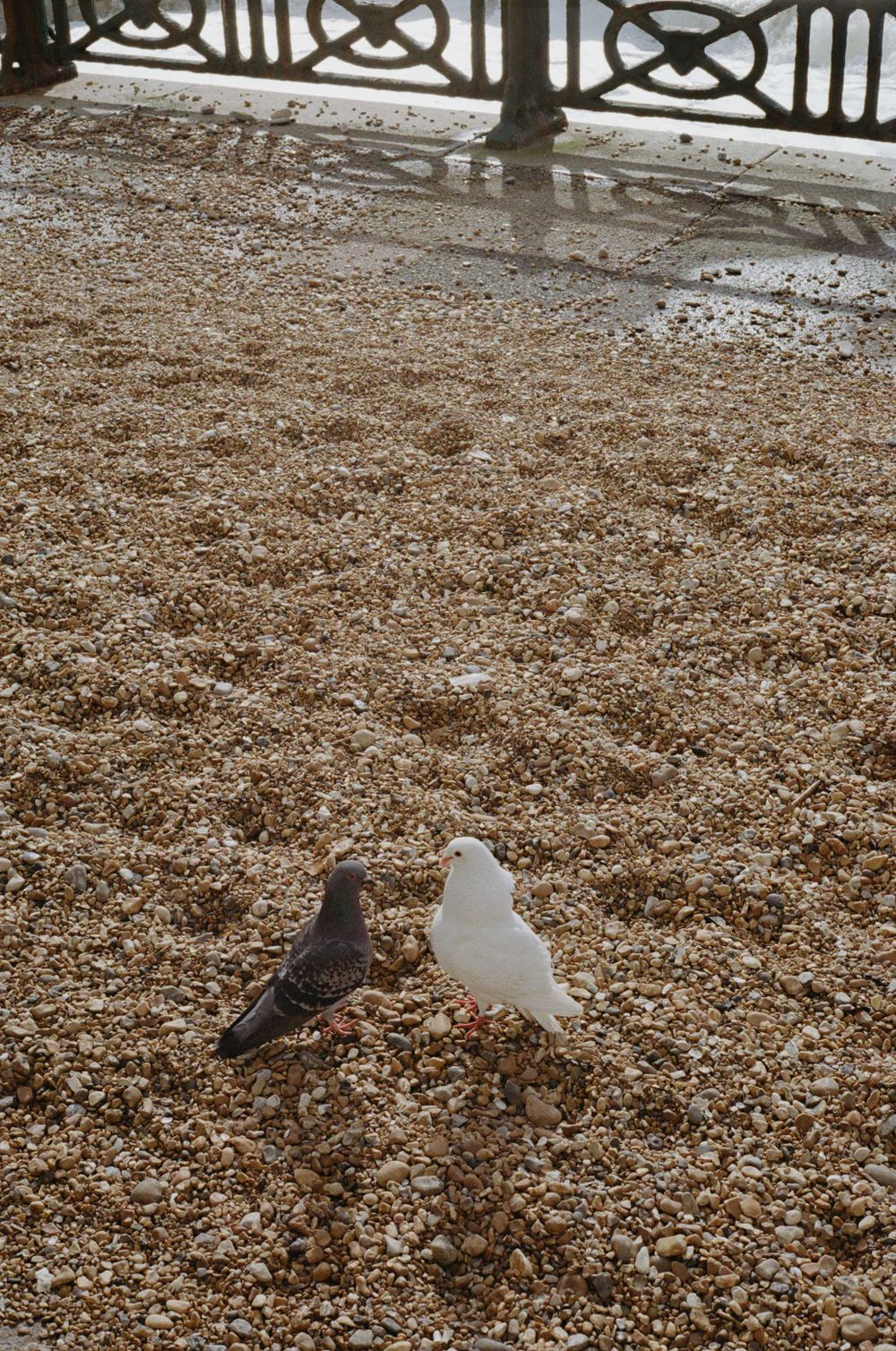 Black and white pigeons facing each other on pebbled ground near ornate railing.