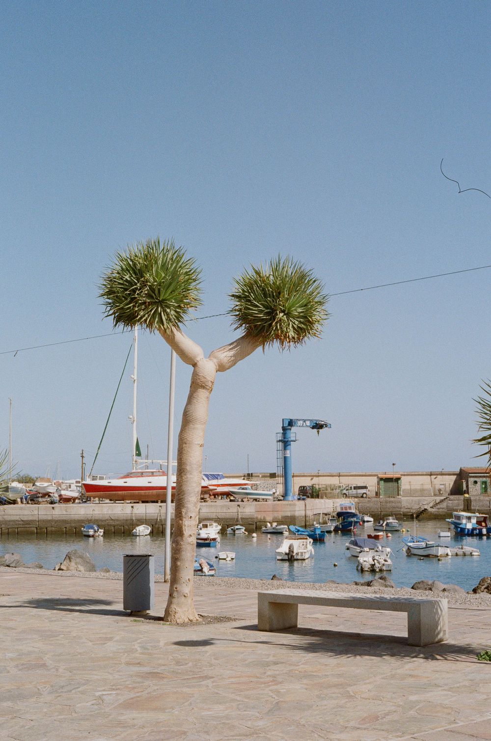 Palm trees at marina with boats and docks in background.