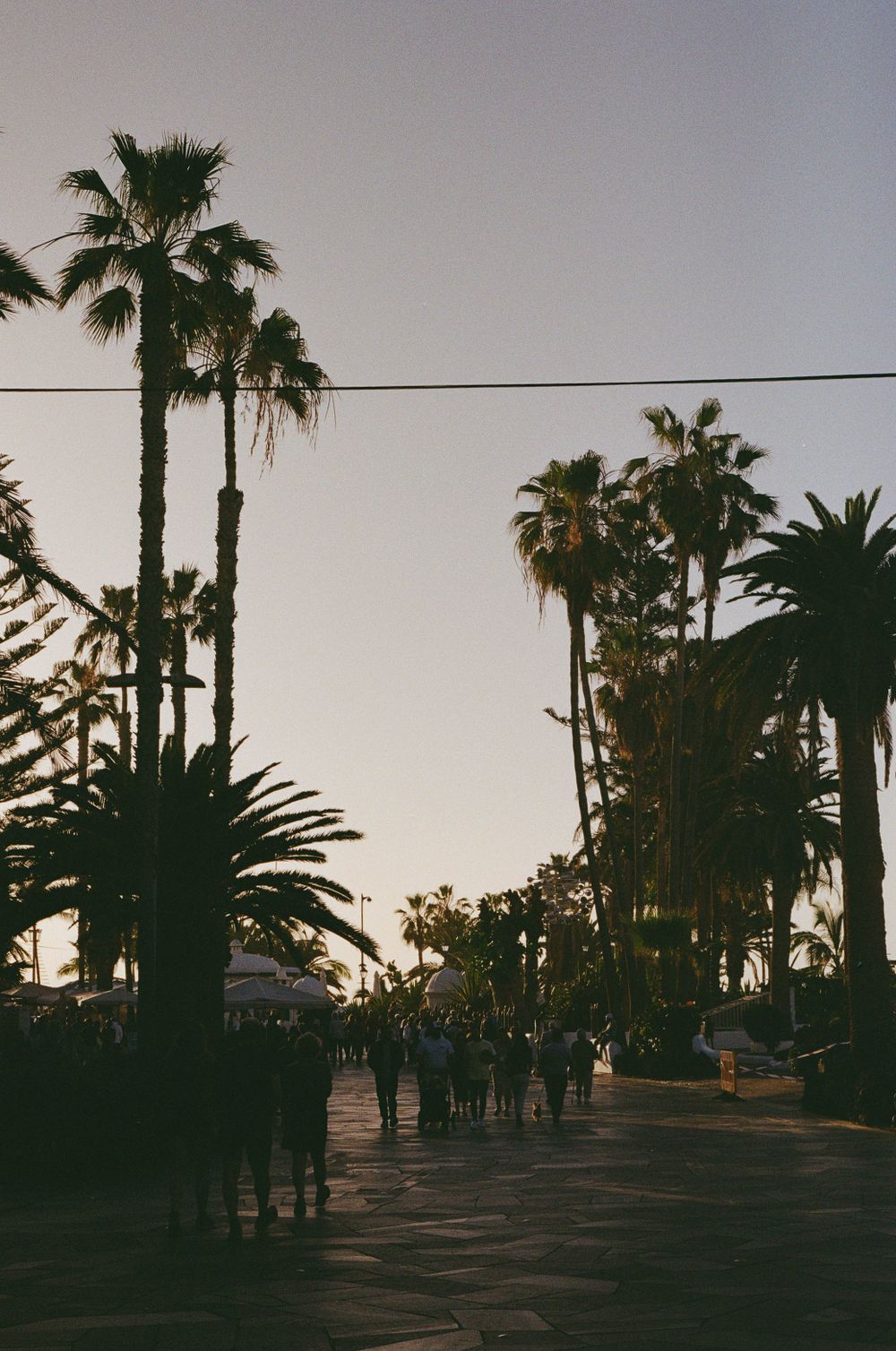 Palm trees silhouetted against evening sky with crowd walking below.