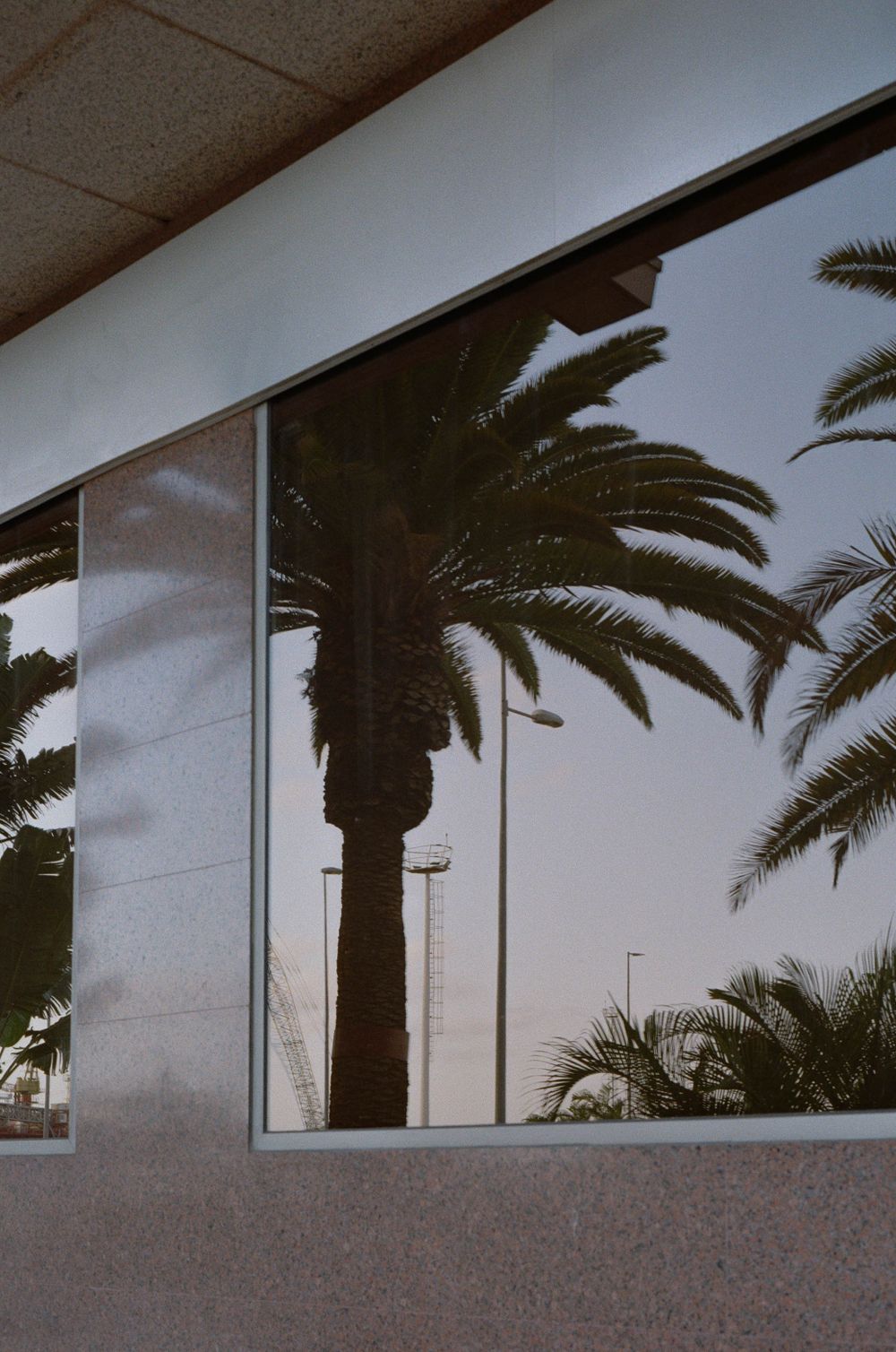 Palm trees reflected in modern building window at sunset.