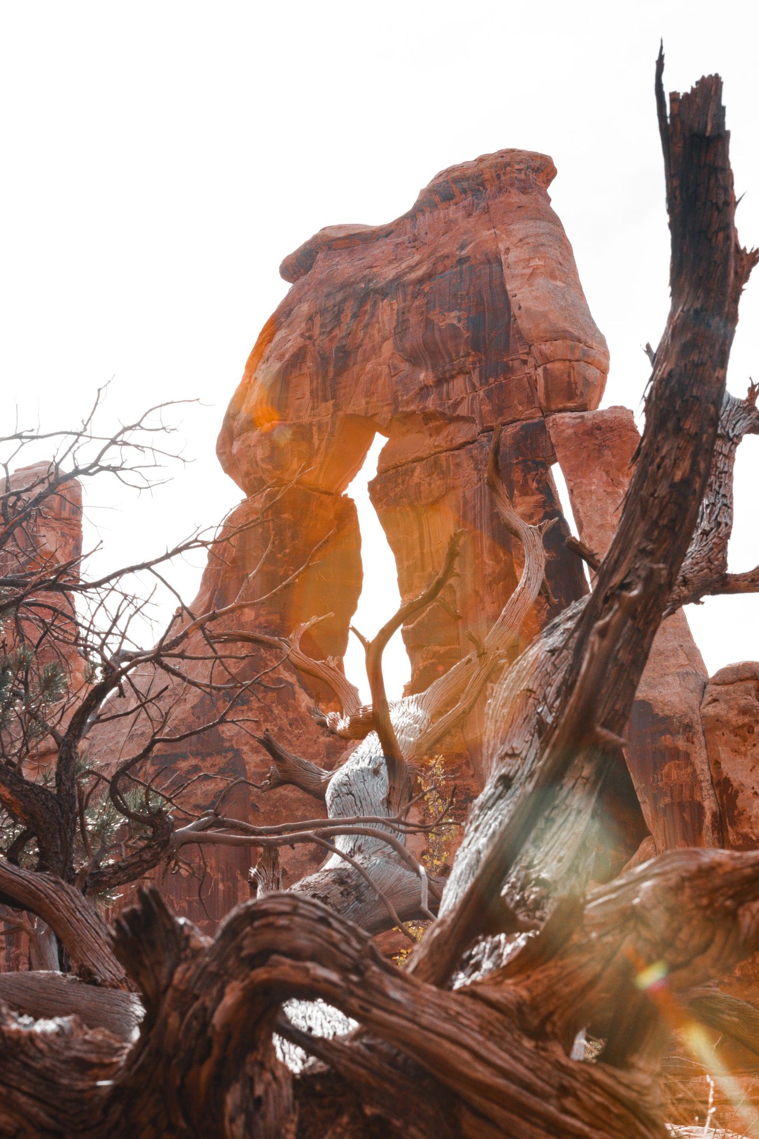 Dramatic red rock formation in Arches National Park with dead tree in foreground.
