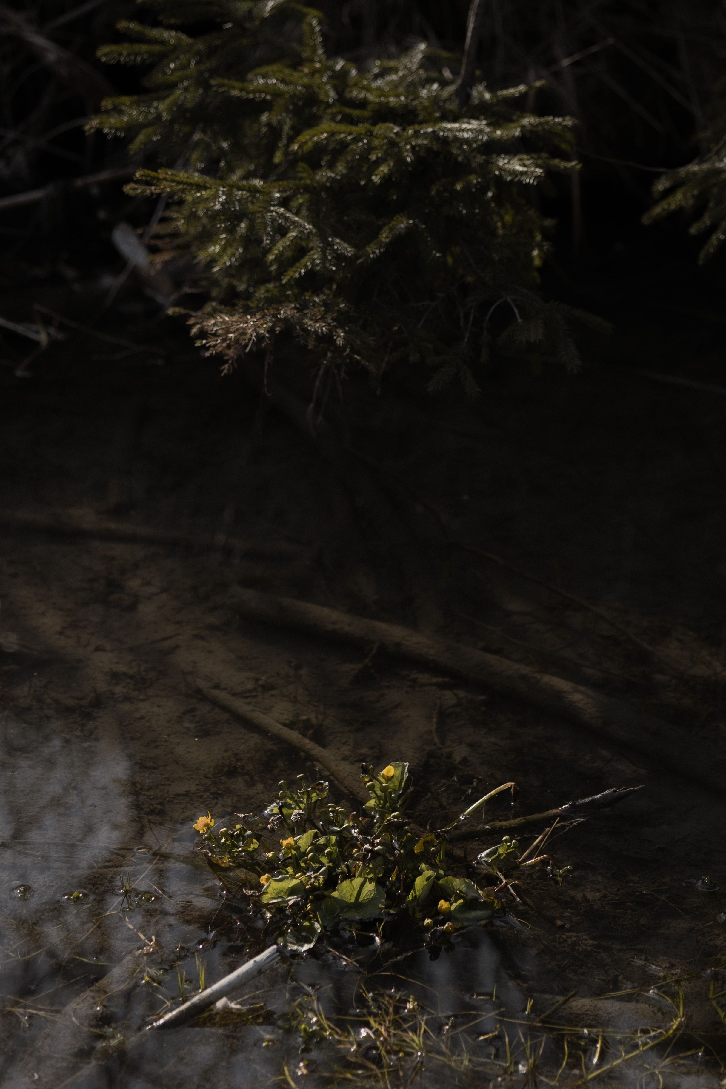 Dark moody nature scene with yellow wildflowers reflecting in still water beneath evergreen branches.