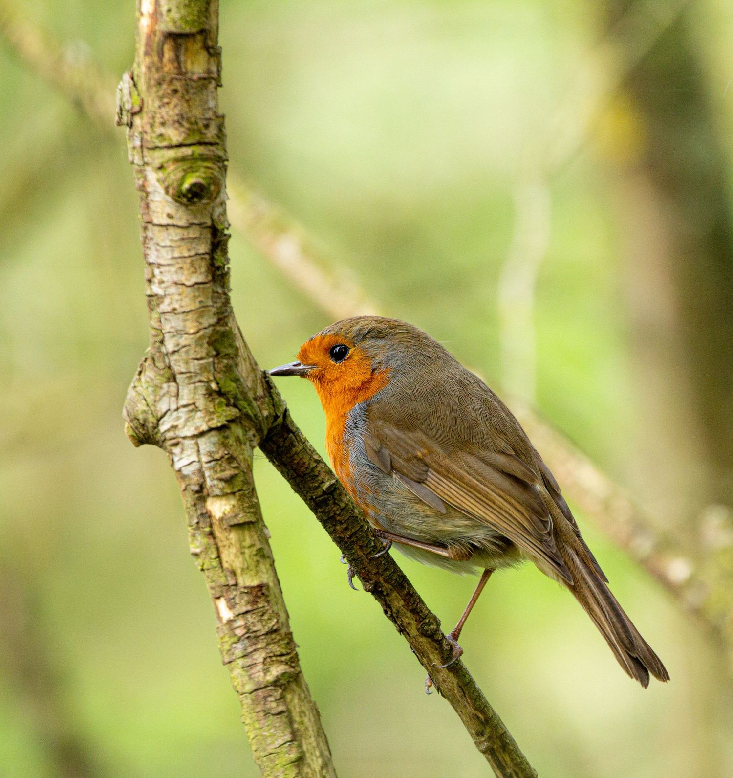 robin
