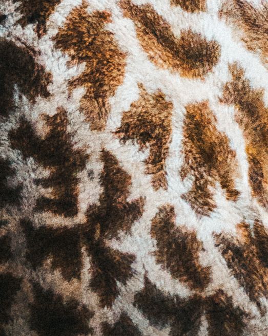 Close-up of giraffe fur pattern featuring brown patches on white background, natural animal print texture.