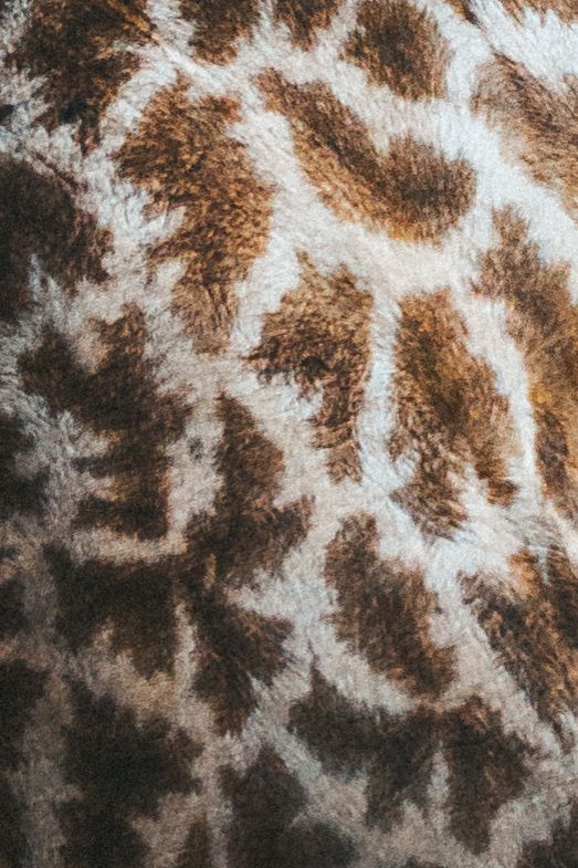 Close-up texture of giraffe fur showing distinctive brown and white spotted pattern.