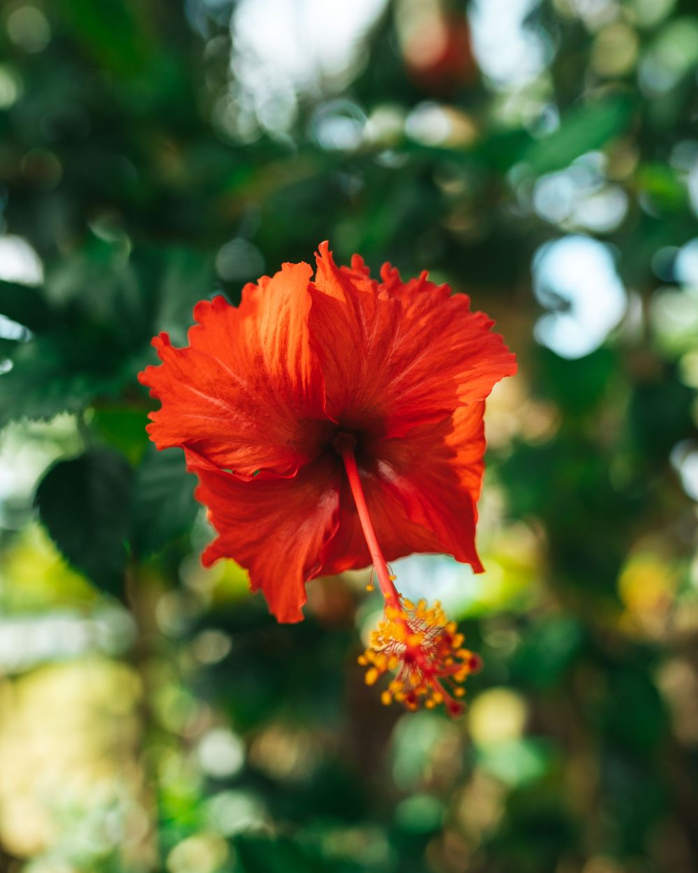 A vibrant red hibiscus flower in full bloom against a soft green bokeh background.