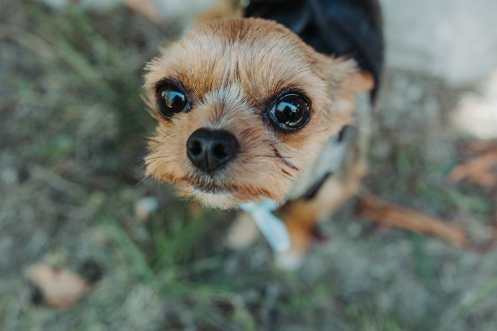 Close-up portrait of a Yorkshire terrier puppy with big blue eyes.