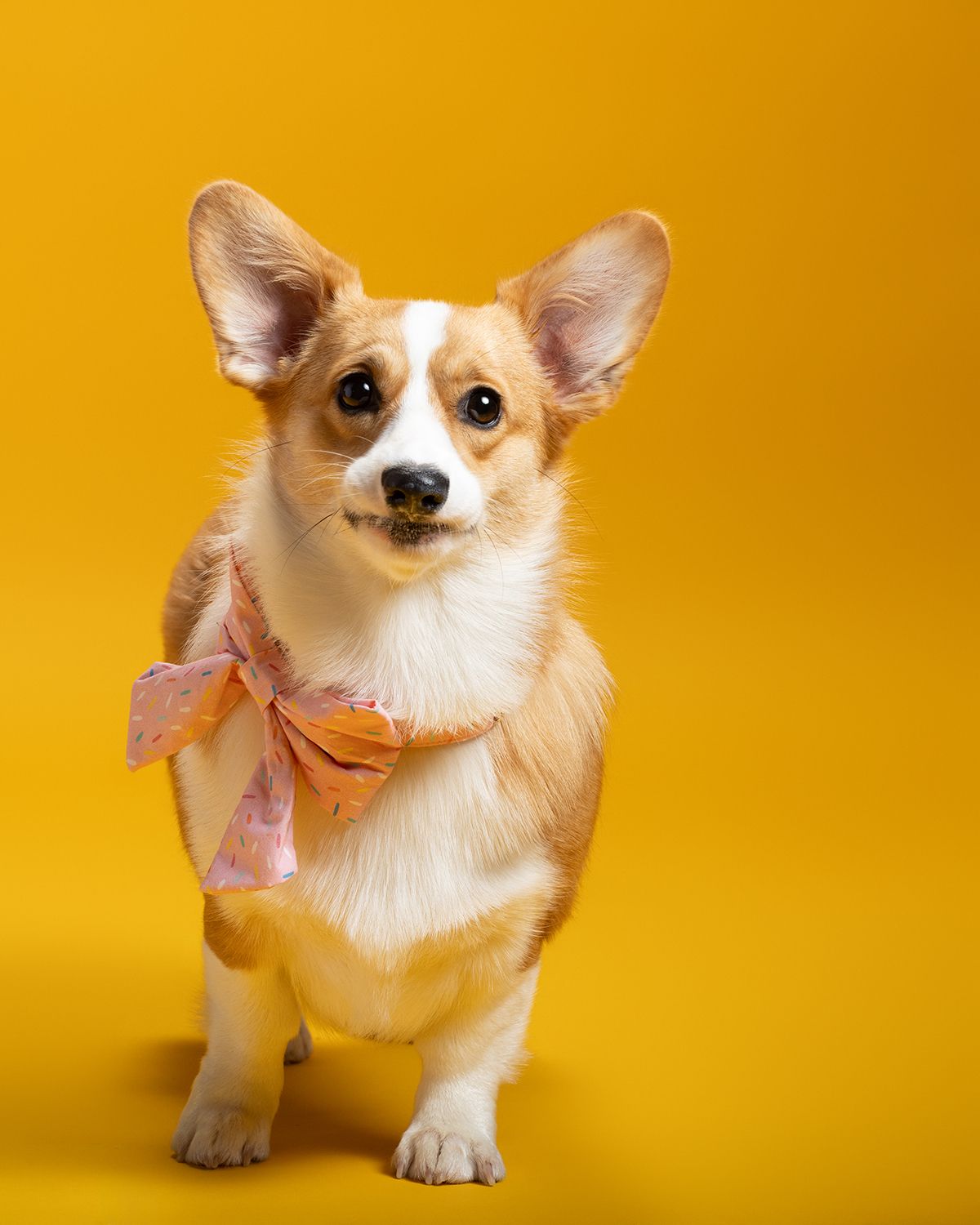 Adorable Corgi puppy wearing a pink bow poses against a vibrant yellow background at Fetching Fido Fotography studio in Austin, Texas.