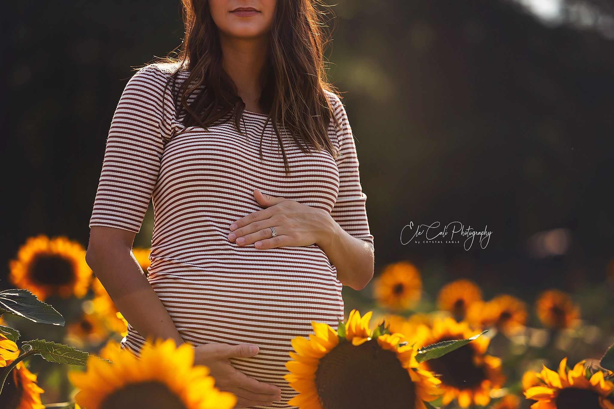 A maternity photo in a sunflower field with striped shirt at sunset.