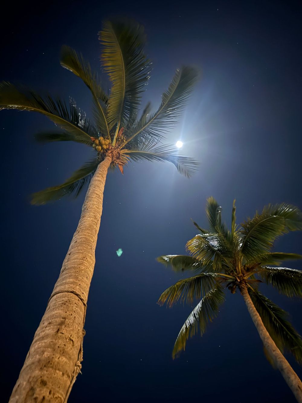 Two tall palm trees viewed from below against a deep blue night sky with a bright full moon illuminating their fronds.