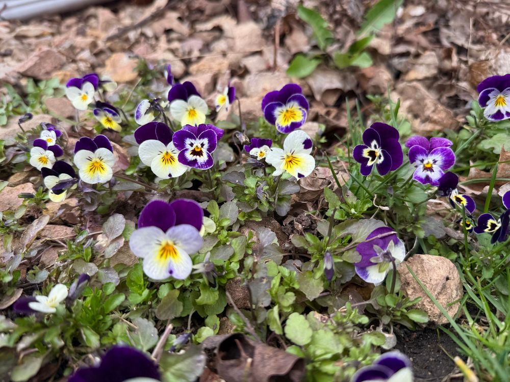 Purple and white pansy flowers with yellow centers blooming in a garden bed with mulch.