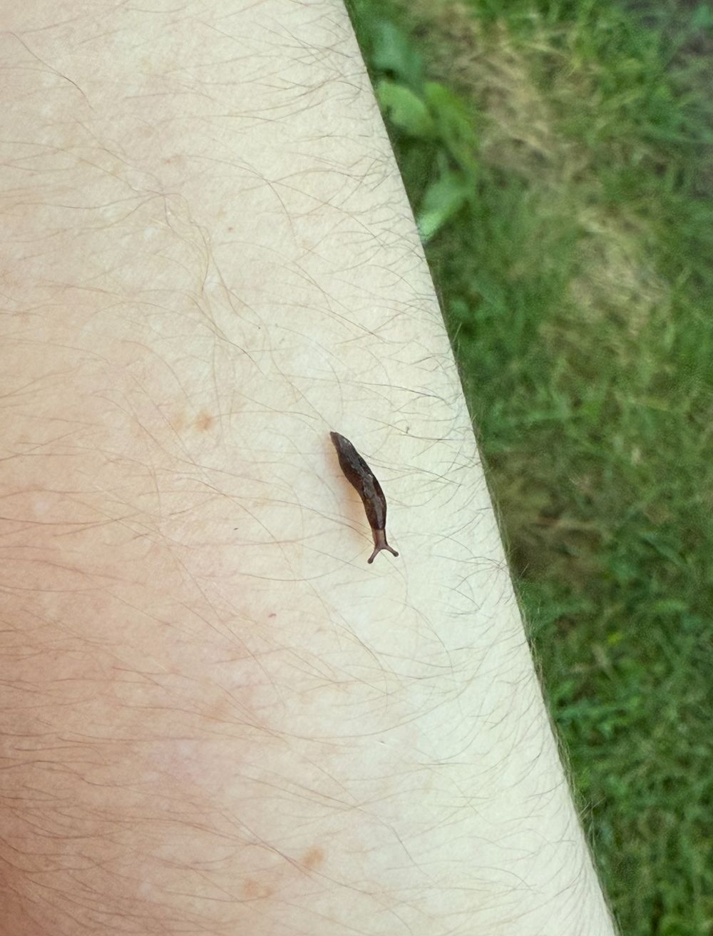 Slug on arm