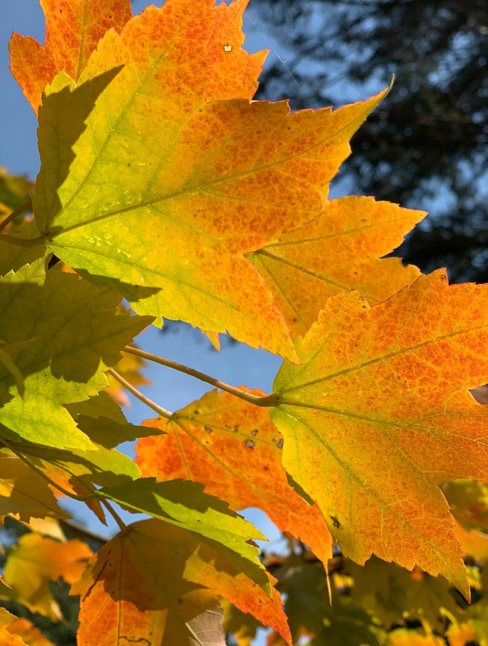 Leafs