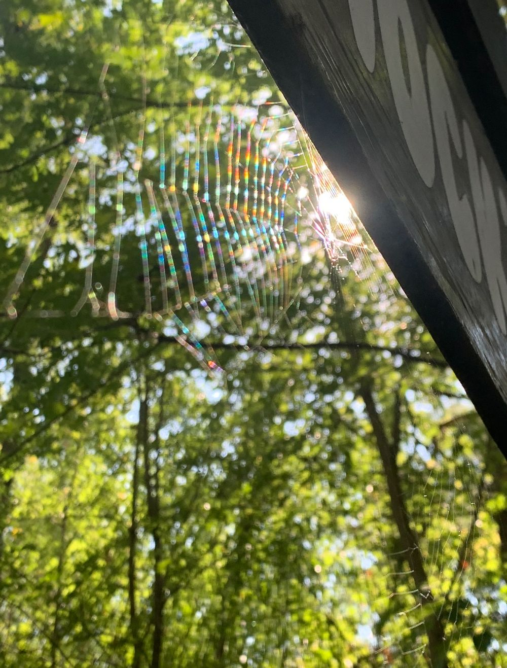 Spider web