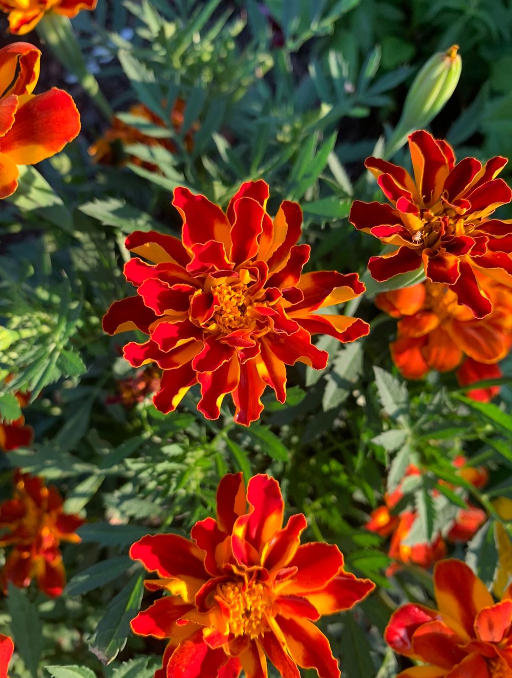 Red flowers