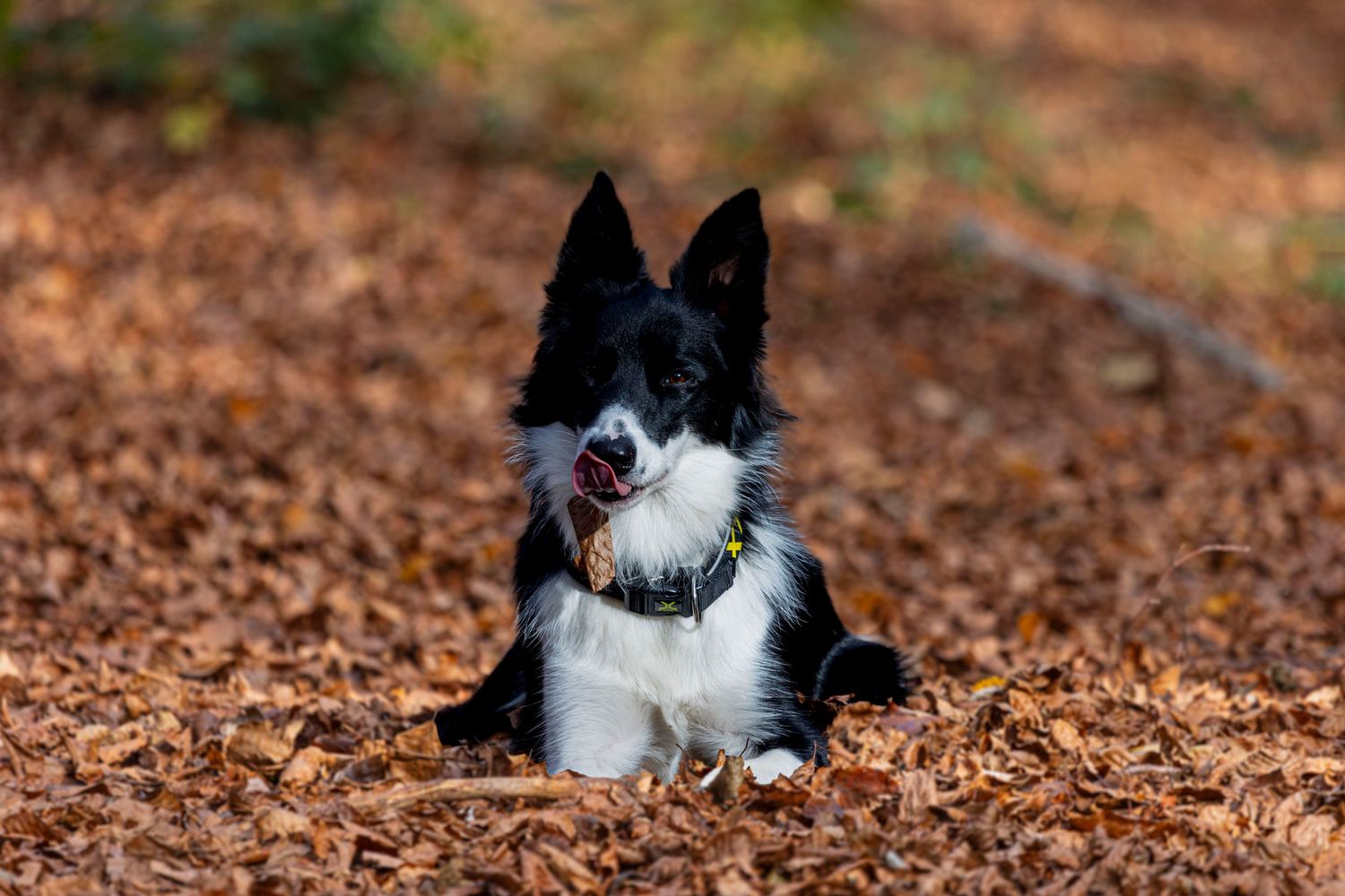 Border collie en sesión fotográfica otoñal al aire libre en Barcelona. Fotografía canina profesional por Daniel Giménez fotógrafo.