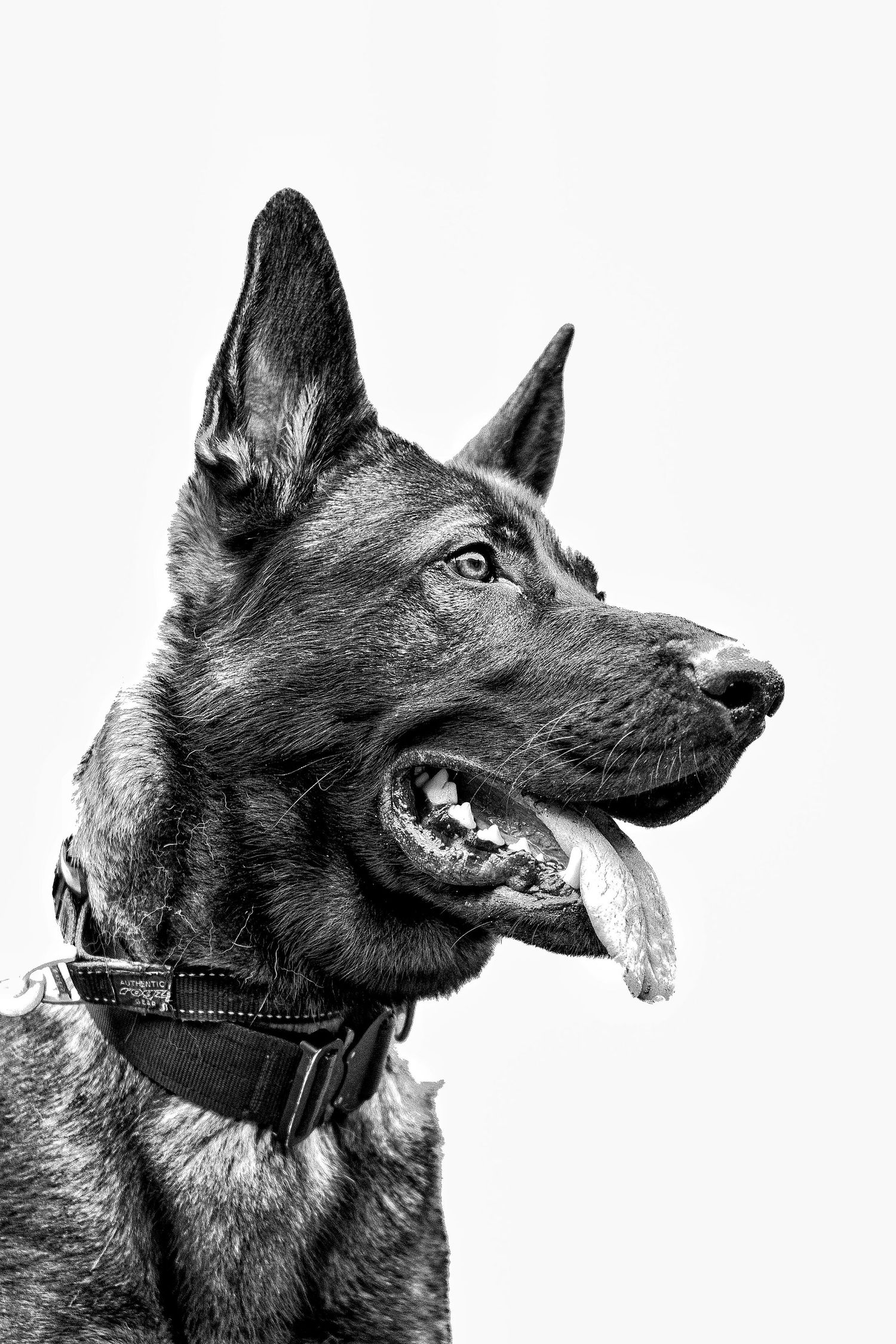 Politihund