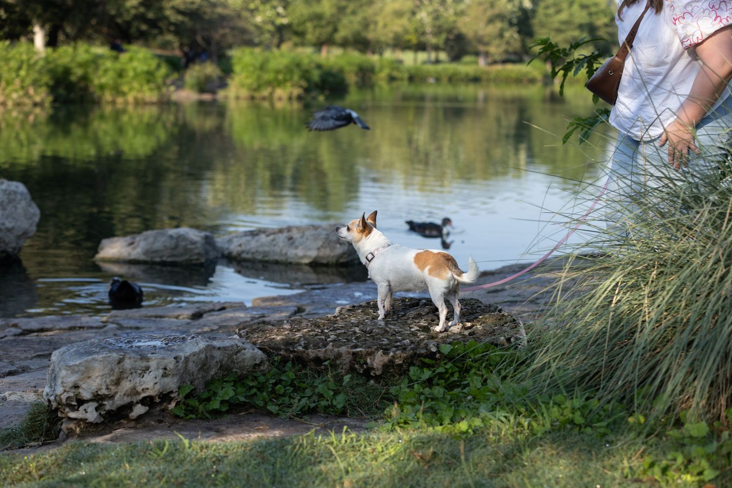 Small white dog stands on rocks by a tranquil pond with greenery and water in the background.