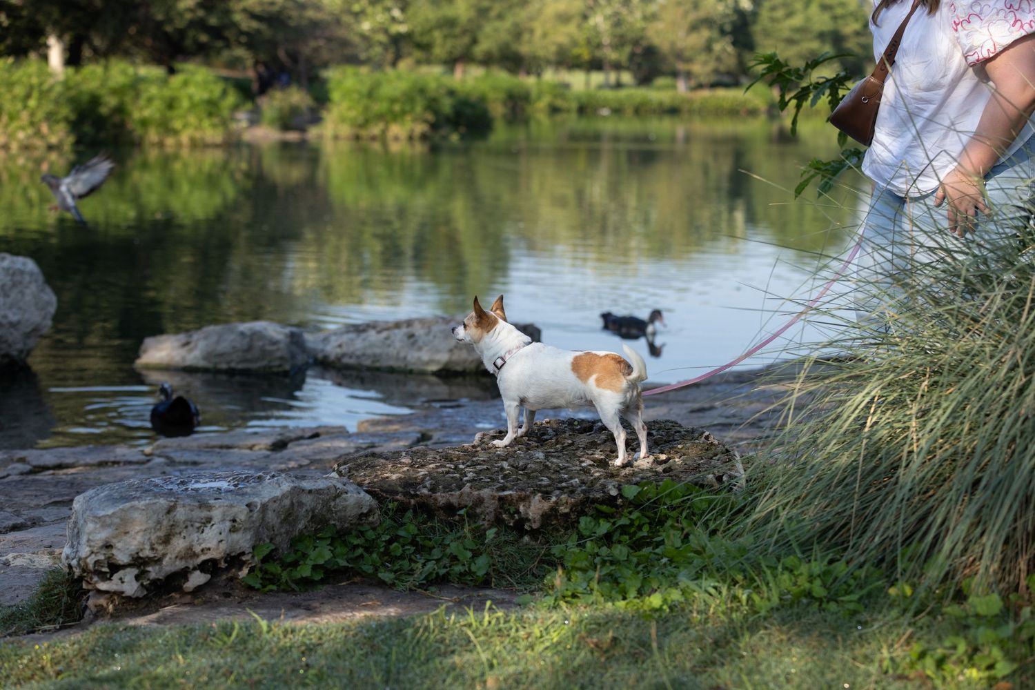 Small white dog stands on rocks by a tranquil pond with green foliage and water in the background.