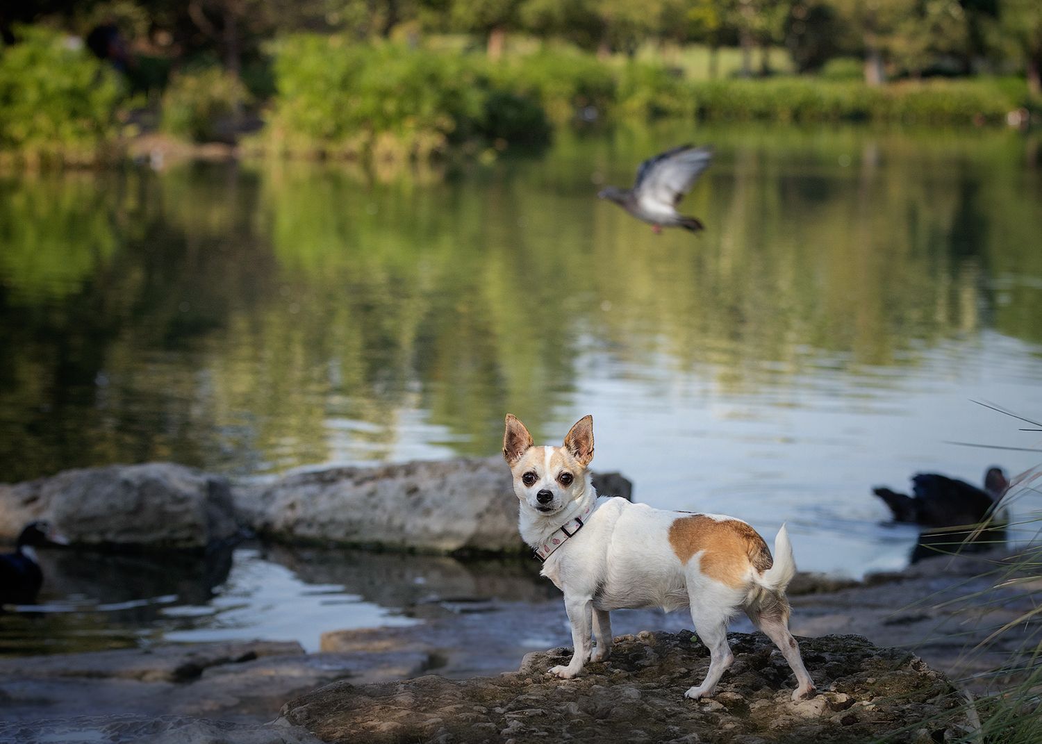 A dog plays and splashes in a calm lake surrounded by green trees and reflective water.