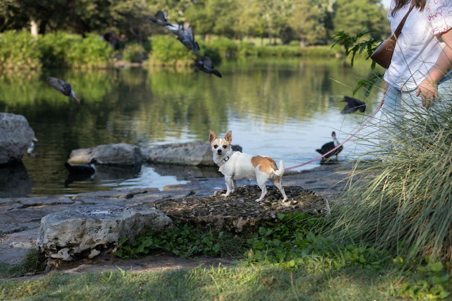 Small Chihuahua dog stands on a rock by a pond with ducks swimming in the background on a sunny day.