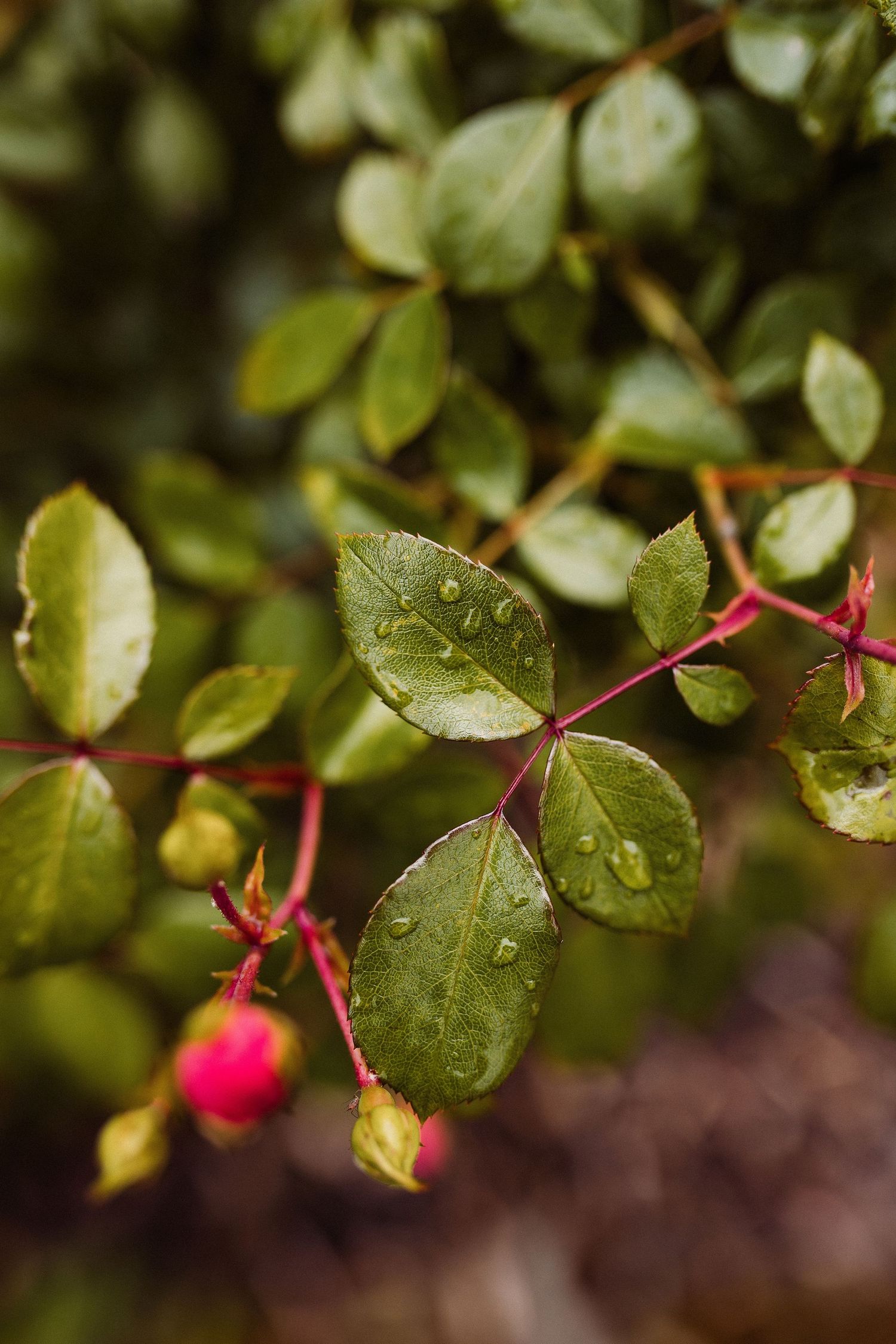 Close-up of green rose leaves with water droplets and pink stems in soft focus garden setting.