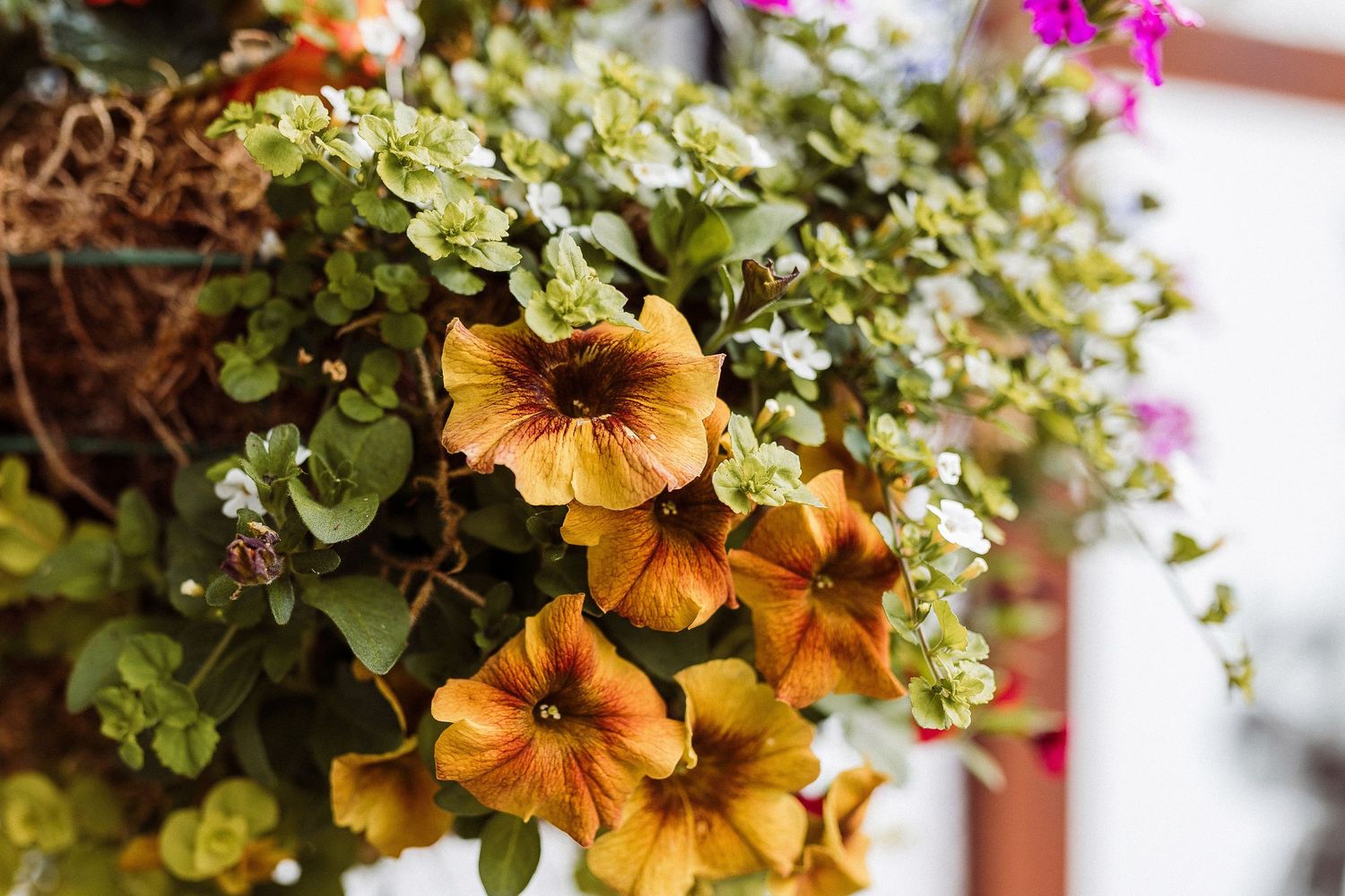 Orange petunias and small pink flowers bloom in decorative hanging baskets along a garden wall.