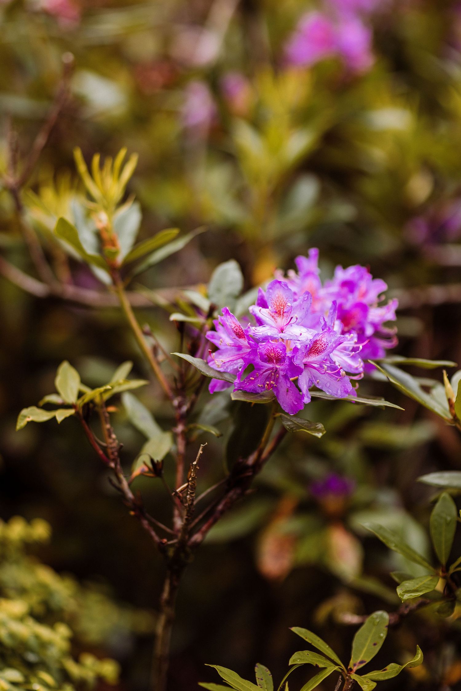 Close-up of vibrant pink rhododendron flowers blooming against blurred green foliage in natural light.