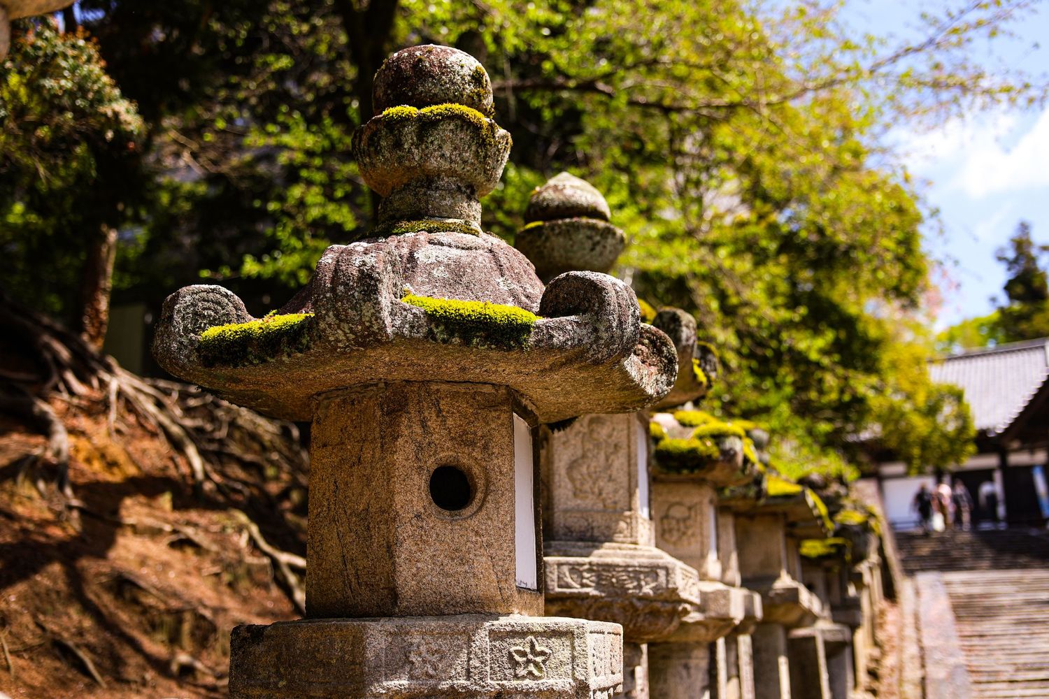 Moss-covered stone lanterns line a pathway at a traditional Japanese shrine surrounded by lush green trees.