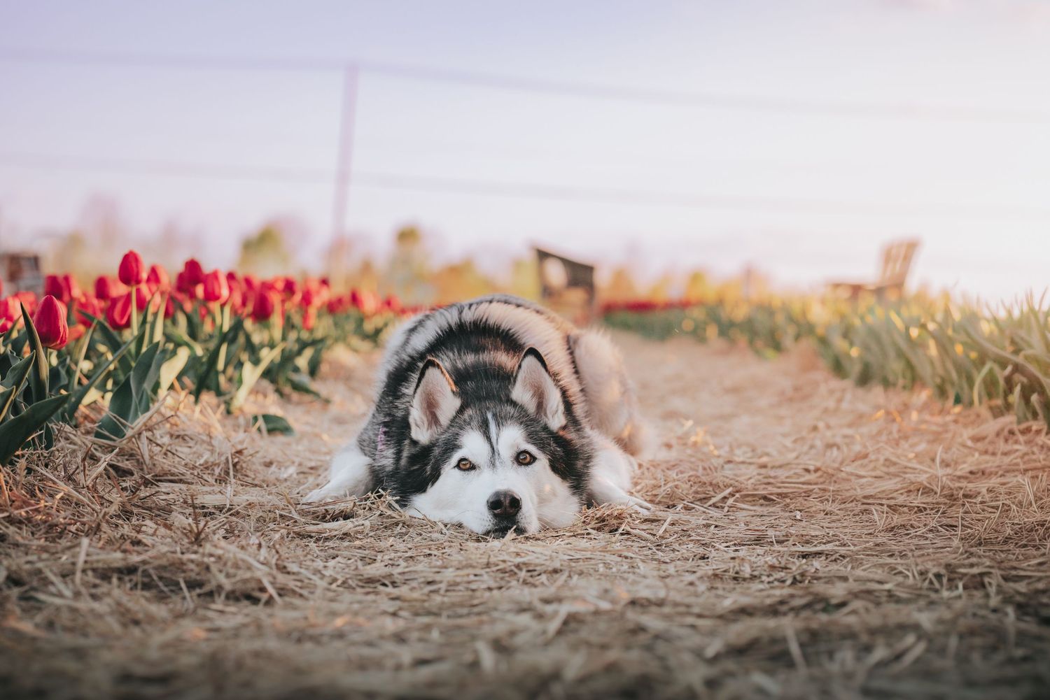 A majestic Husky dog lying on hay between rows of vibrant red tulips in a scenic outdoor field.