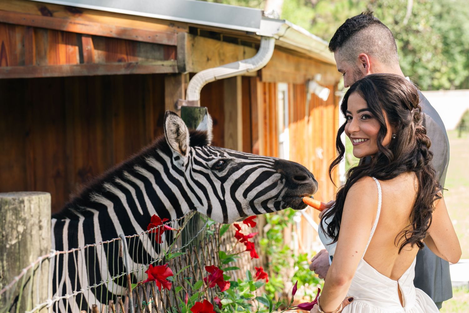 Bride and groom feeding a zebra at a zoo wedding venue surrounded by red flowers.