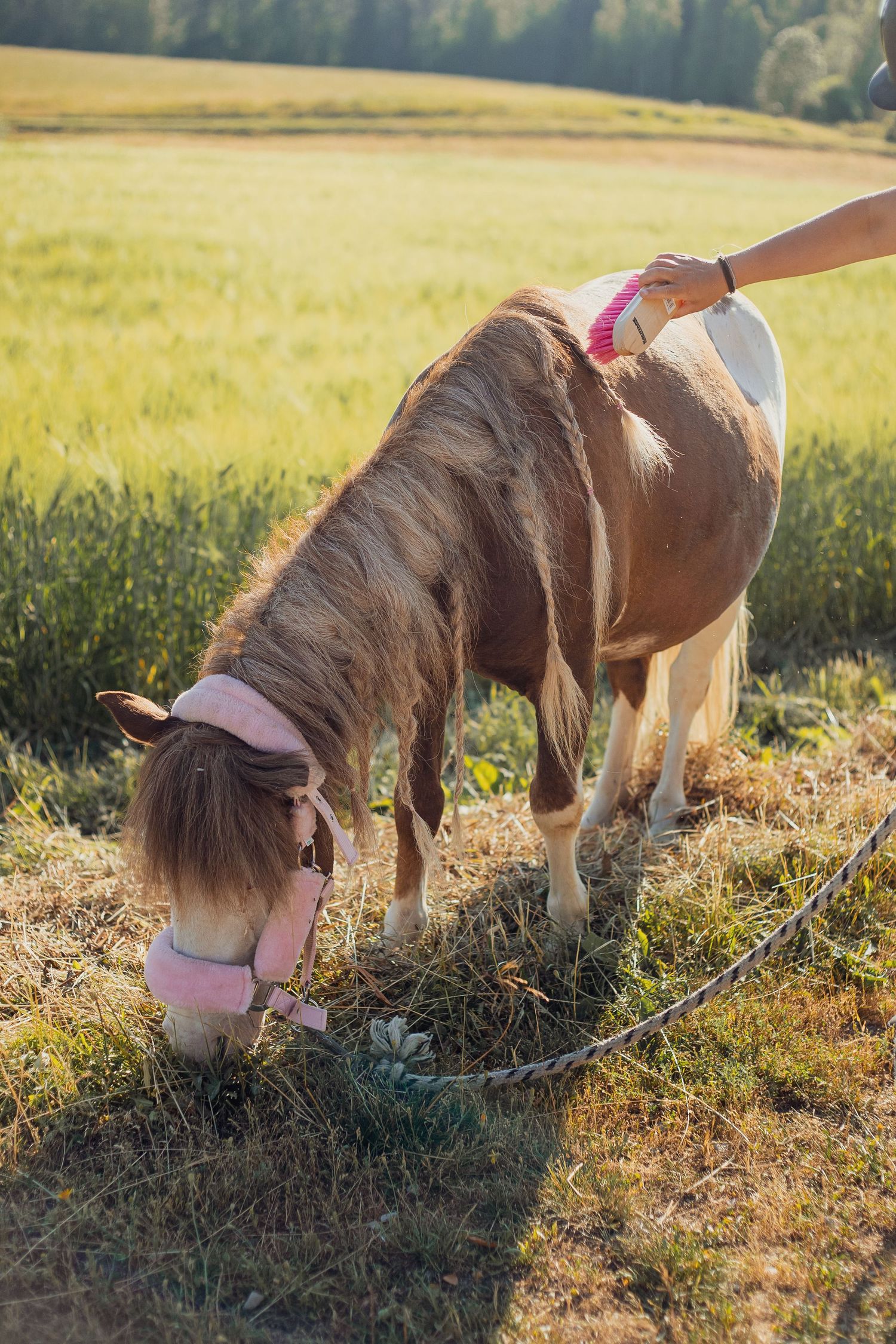 A small pony with a pink halter grazes on hay while being groomed in a sunny green field.