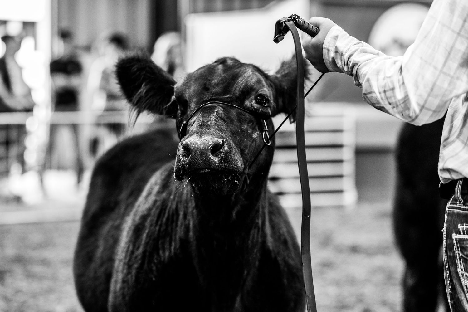 Young handlers show sheep at a livestock competition in an indoor arena during a county fair judging event.