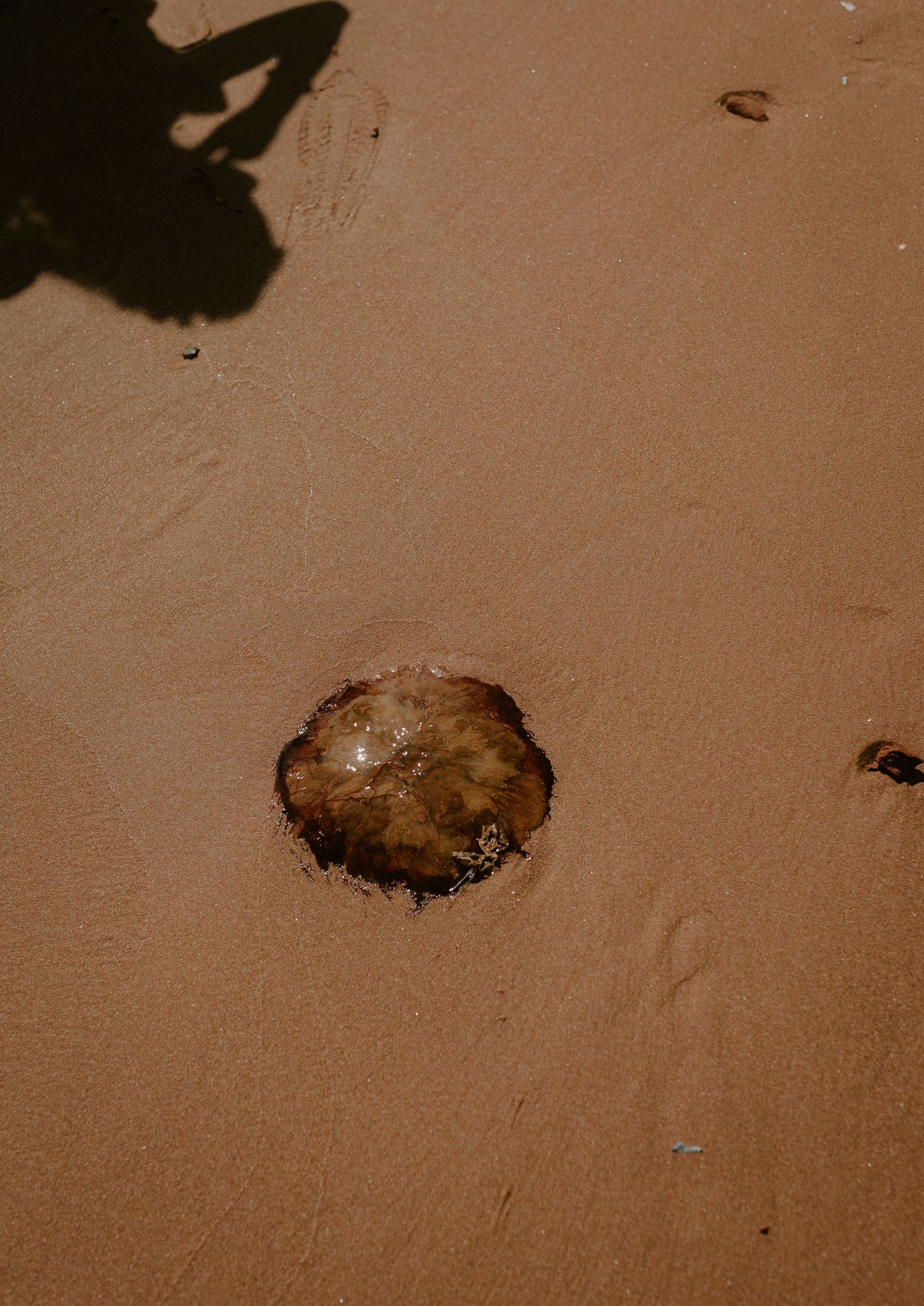 A brown jellyfish washed ashore on wet sandy beach with a human shadow visible nearby.