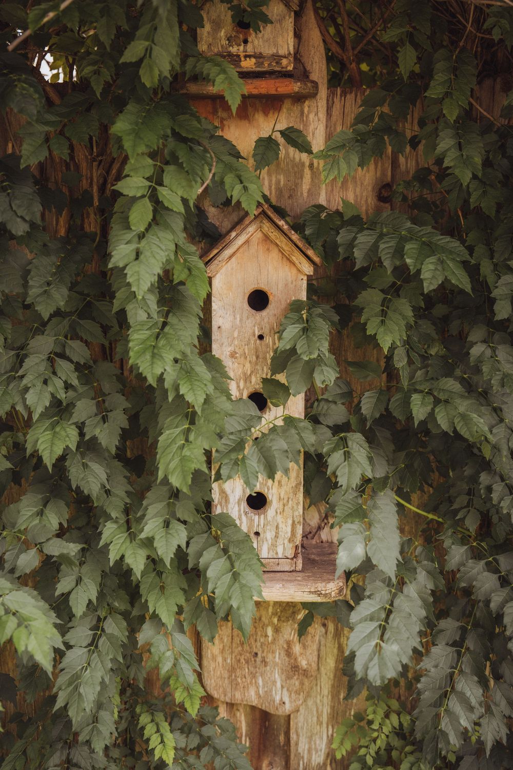 Three rustic wooden birdhouses mounted on a post, surrounded by lush green ivy leaves in a garden setting.
