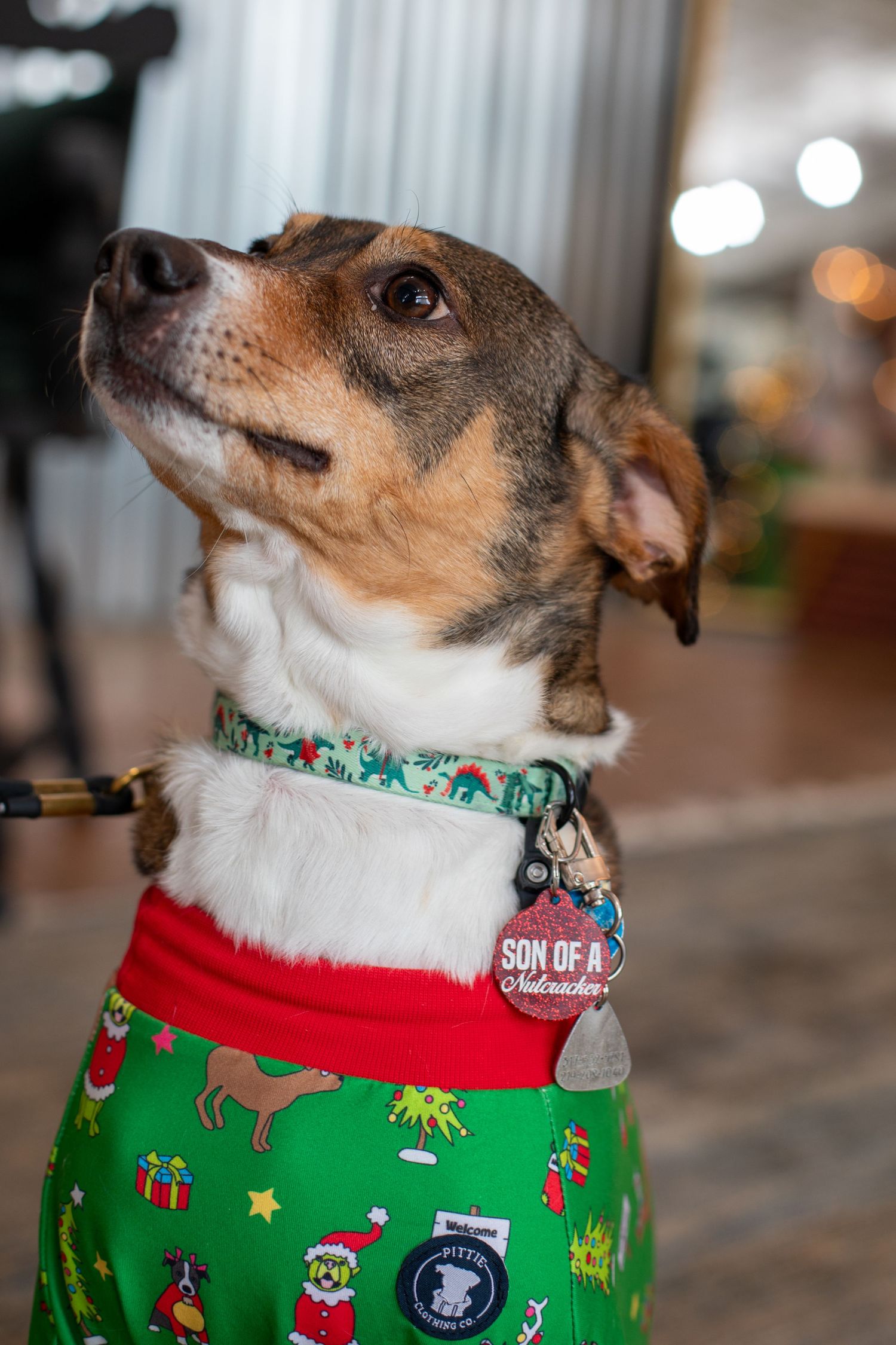 Happy dog included in a Cincinnati Christmas family photography session adding personality and energy to the portraits.
