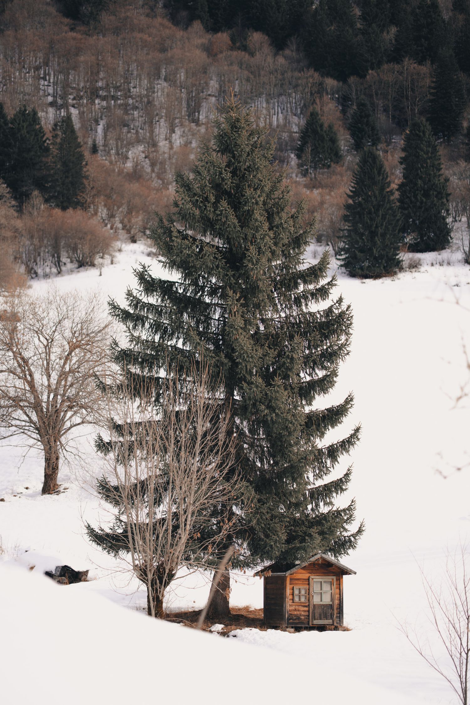 sapin et cabane en bois aux granges de joigny en face du mont granier