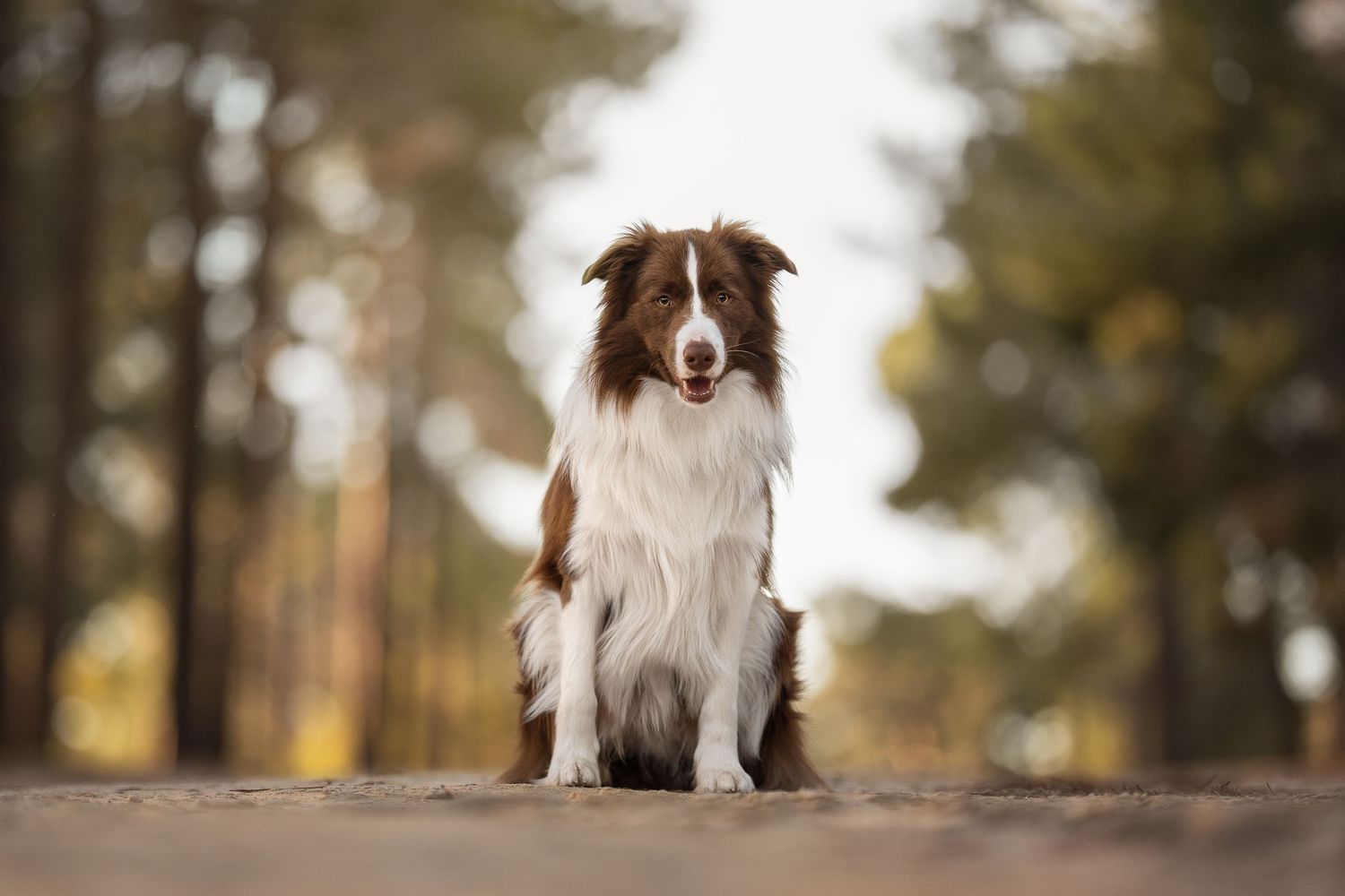 A brown and white border collie sits attentively on a forest path during autumn.
