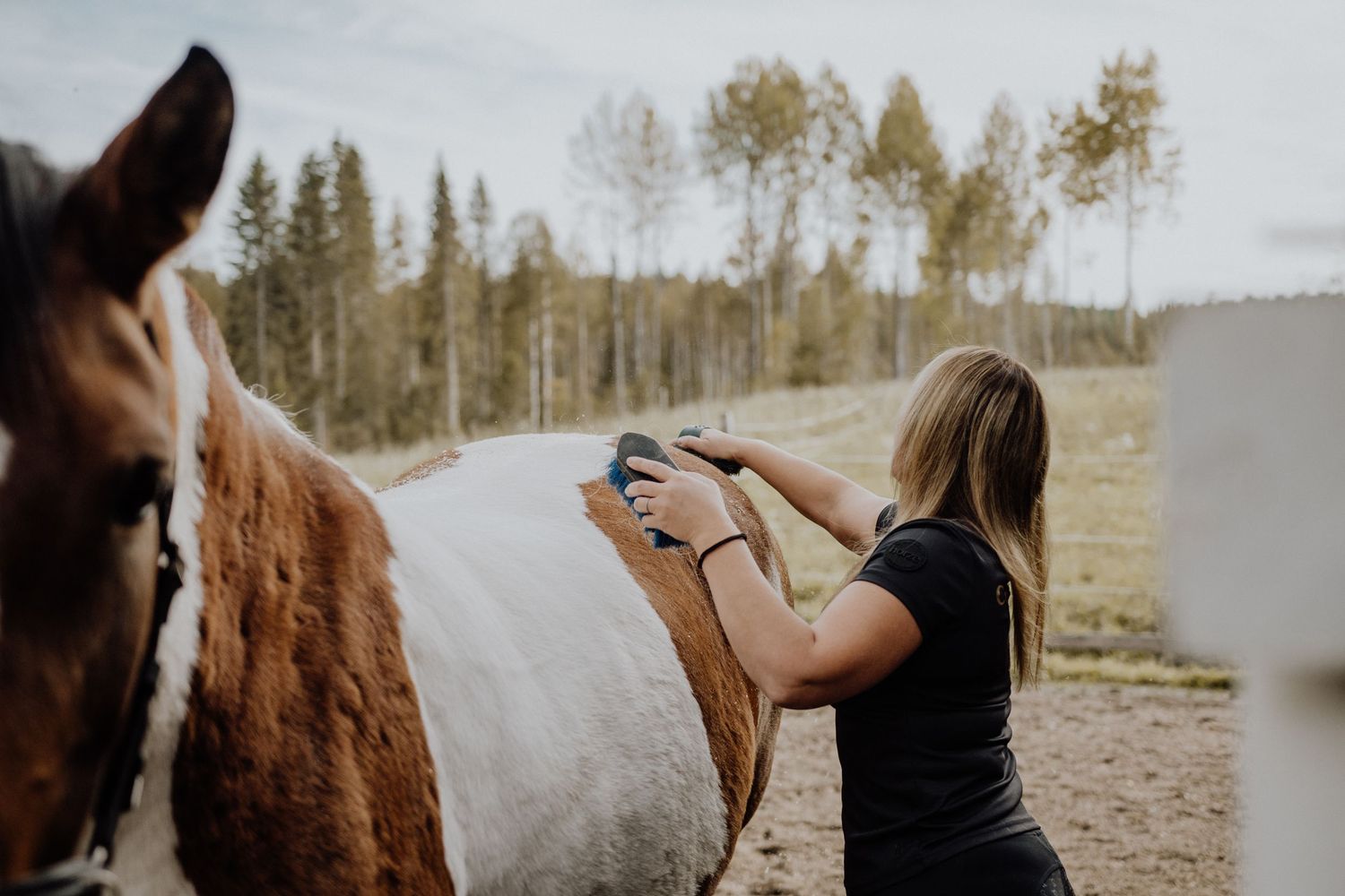 A collection of equestrian photos showing horses and riders in outdoor settings during golden hour lighting.
