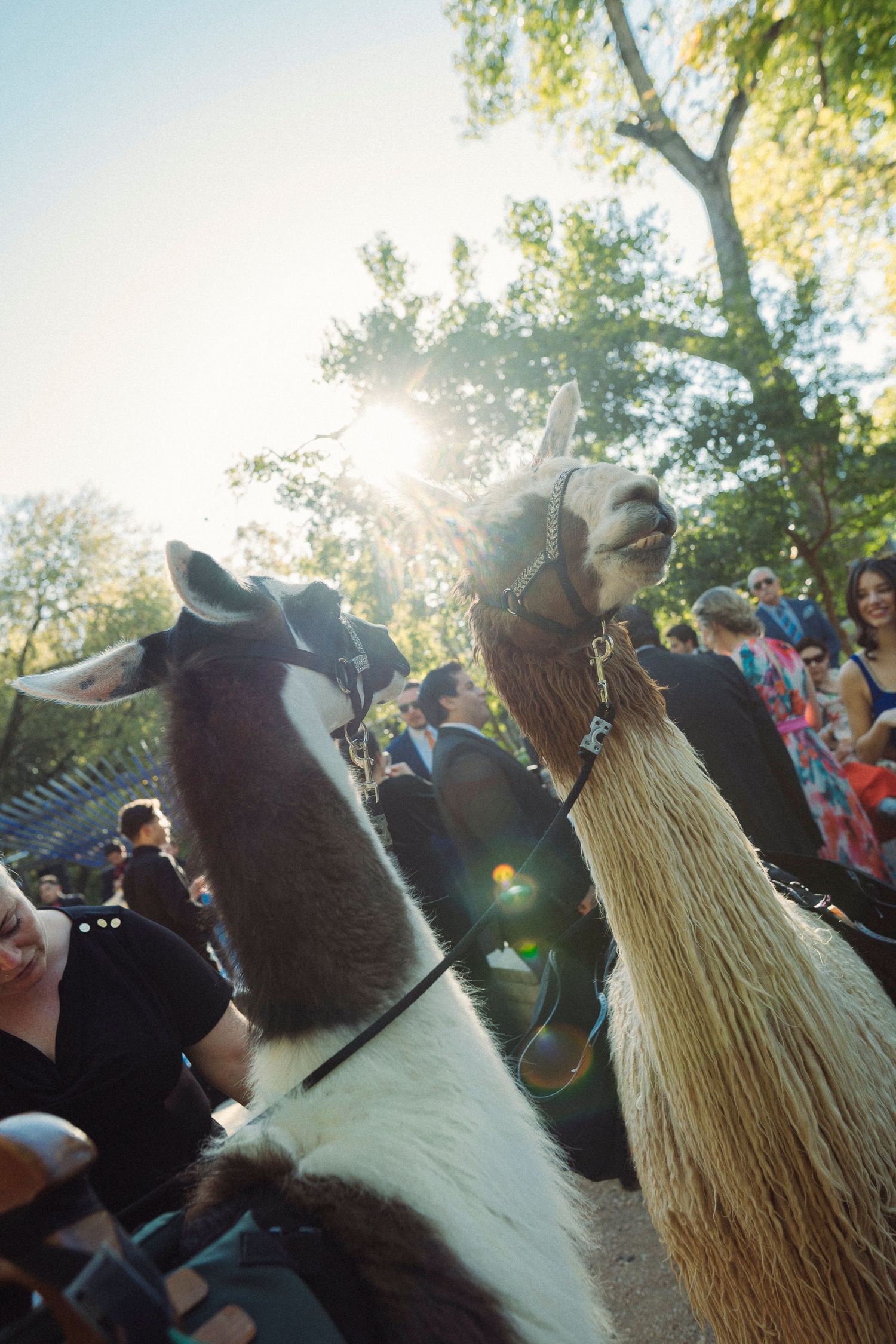 Editorial wedding photo sequence capturing a cat and a guest wearing a straw hat seated together during an outdoor destination wedding celeb