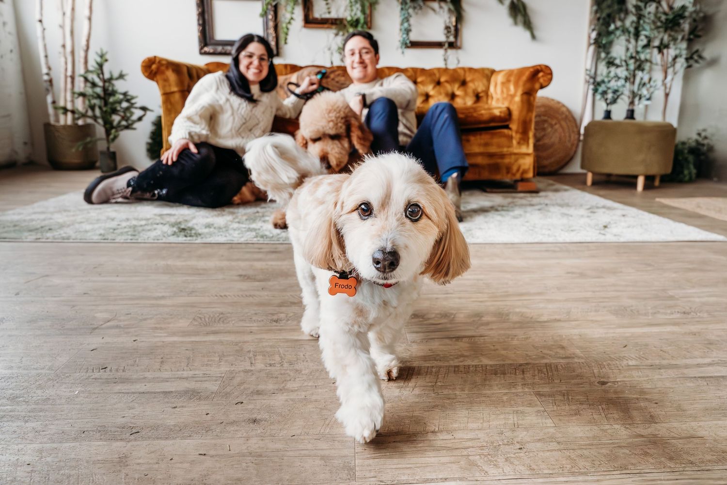 White dog lying on wooden floor in a cozy home setting.
