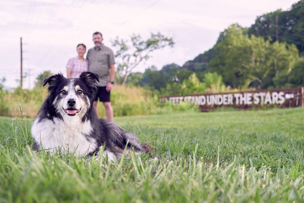 A black and white Border Collie dog lying on green grass with a couple standing in the background outdoors.