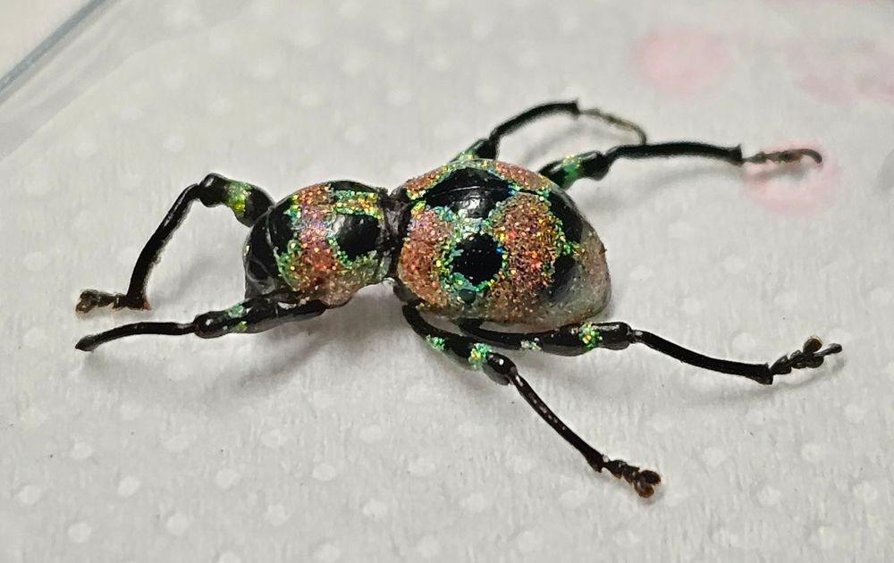 weevil