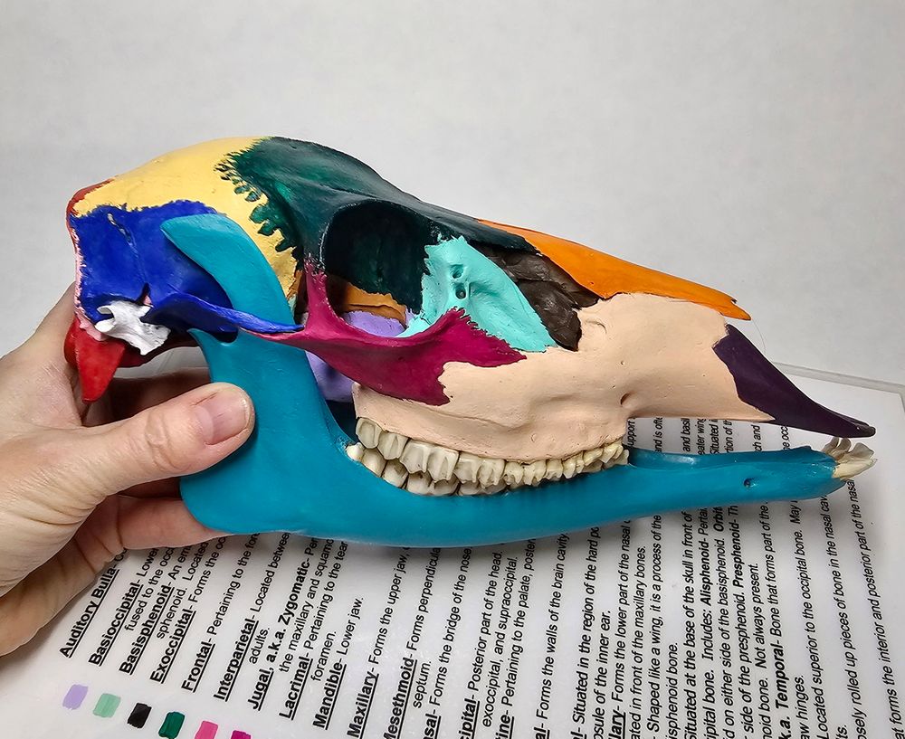 painted deer skull