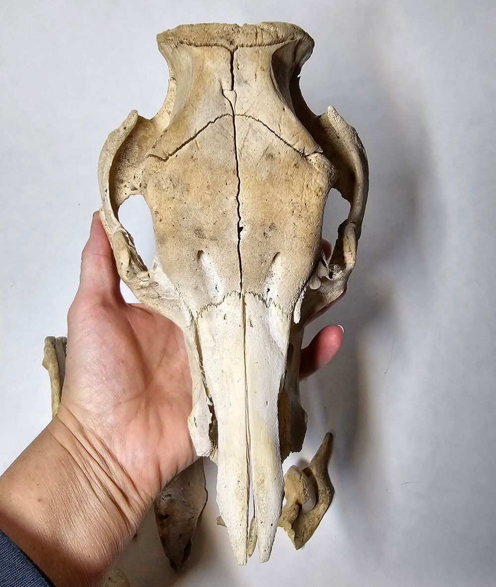 pig skull