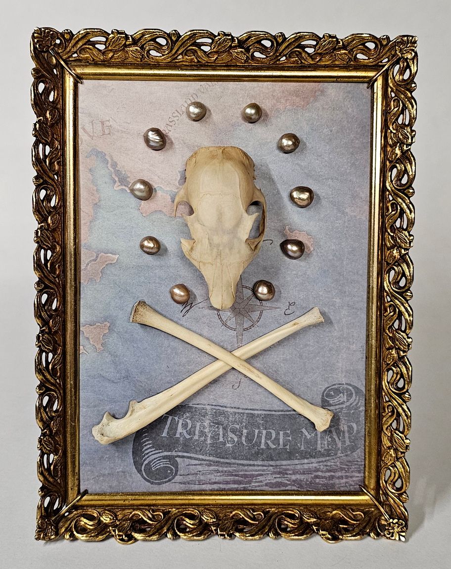 framed squirrel skull