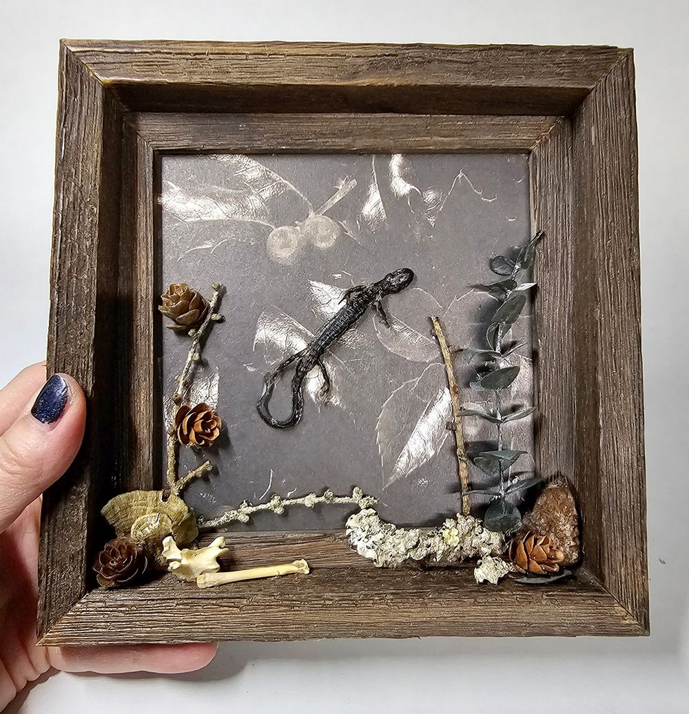 framed salamander