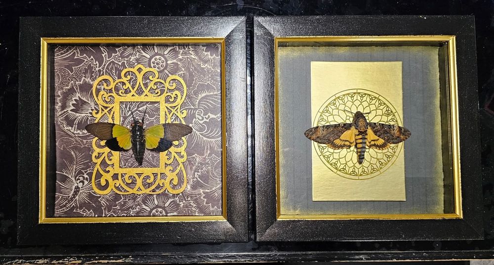 framed insects