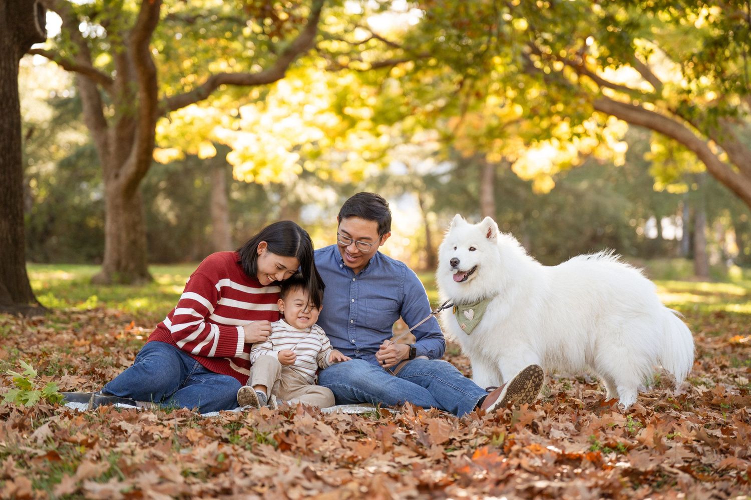 Family lying on autumn leaves in park with white dog during golden hour sunset photo session.