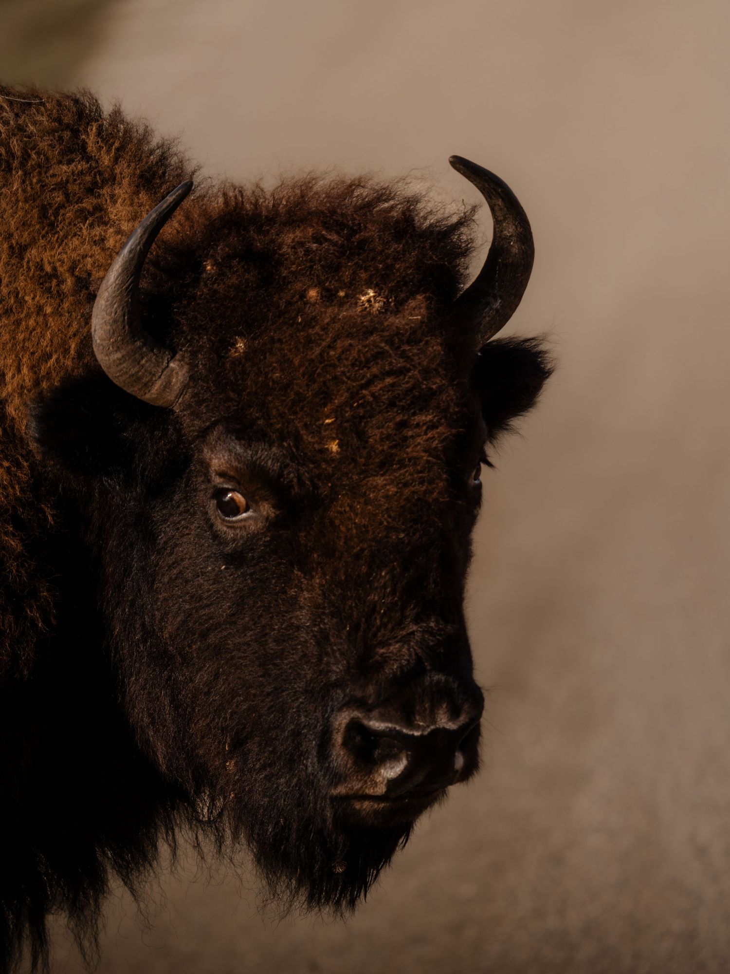 Close-up portrait of a bison's face showing its eye, horn, and shaggy fur.